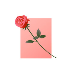 Red rose on a pink background. Love and romance. Gift for woman and girl. Beautiful flower. Logo and design. Decorative floral element. Vector isolated art illustration