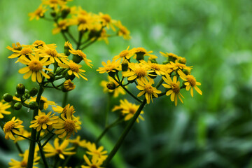 Yellow Wildflowers