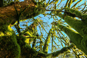 fairy trees in the green moss on blue sky background