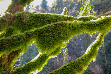 fairy tree in the green moss on blue sky background close up view