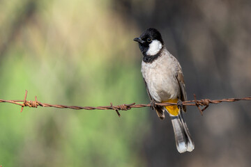 A White Eared (White-Cheeked) Bulbul (Pycnonotus leucotis) on a wire