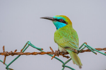 Arabian Bee Eater perched in the evening sun (Merops cyanophrys).