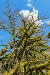 Fototapeta na wymiar fairy trees in the green moss on blue sky background