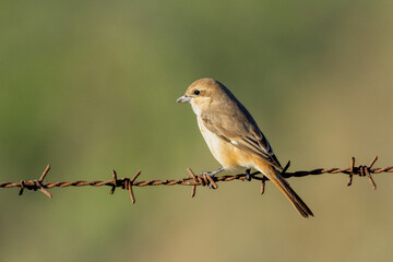 Isabelline shrike or Daurian shrike (Lanius isabellinus) on a wire in the middle east.