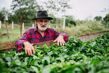 Portrait of Brazilian farmer man in the casual shirt in the farm analyzing coffee seedlings.
