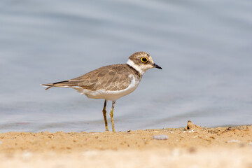 Little Ringed Plover (Charadrius dubius) close up