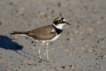Little Ringed Plover (Charadrius dubius) close up