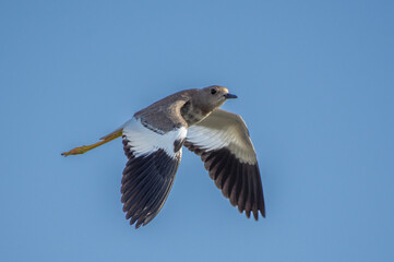 A white-tailed lapwing or white-tailed plover (Vanellus leucurus) in flight