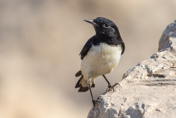Hume's Wheatear (Oenanthe albonigra) on a sign in the united arab emirates.