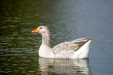 Fototapeta premium Greylag goose (anser answer) close up swimming
