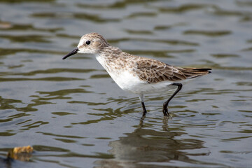 Little stint (Calidris minuta) (or Erolia minuta) standing close up