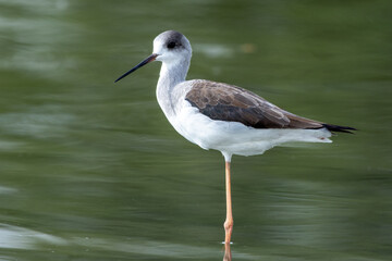 A black-winged stilt (Himantopus himantopus) on water edge
