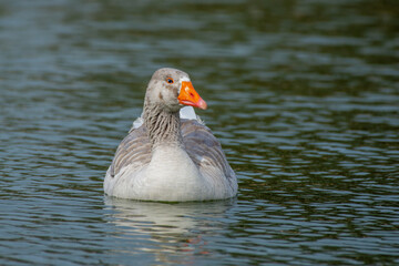 Greylag goose (anser answer) close up swimming