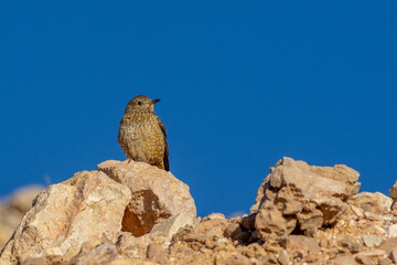 Rufous-tailed Rock Thrush (Monticola saxatilis) or common rock thrush close up with blue sky background.