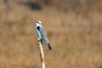Black-winged kite (Elanus caeruleus), also known as the black-shouldered kite on a pole