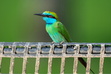 Arabian Bee Eater perched in the evening sun (Merops cyanophrys).