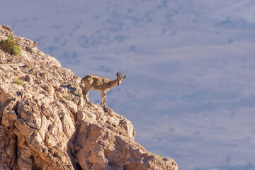 Nubian Ibex standingon the rocks on Jebal Hafeet (capra nubiana) in the United Arab Emirates (introduced)