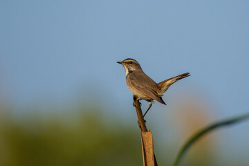 A Bluethroat (Luscinia svecica) close up in the sand in the United Arab Emirates.