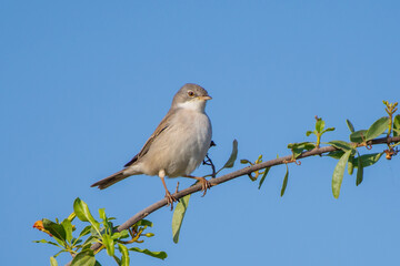 Common whitethroat or greater whitethroat (Curruca communis) on a branch.