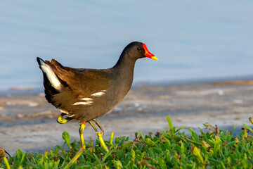 Common Moorhen (babies) (Gallinula chloropus), also known as the waterhen or swamp chicken swimming in a pond.