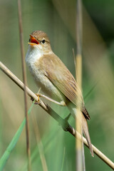 Common Reed Warbler (Acrocephalus scirpaceus)  in a tree
