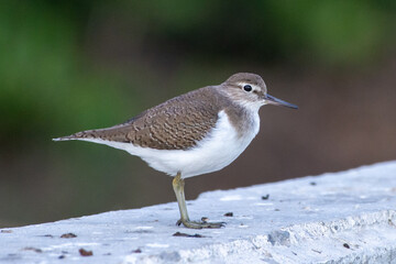 Common Sandpiper (Actitis hypoleucos)  close up
