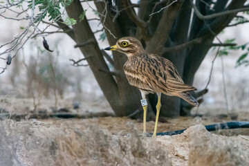 Eurasian stone-curlew, Eurasian thick-knee, or simply stone-curlew (Burhinus oedicnemus) in desert.