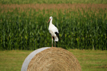 White stork on straw bale ( Ciconia ciconia ) © Adrian 