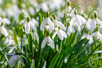 Snowdrop (Galanthus nivalis) flowers in spring time. Snowdrops blooms in the spring garden