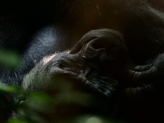 Gorilla napping in Gabon's Loango National Park