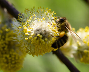 Pszczoła na kwiatach wierzby  - obrazy, fototapety, plakaty