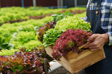 happy farmer hand picking fresh salad in the salad growing garden hydroponic farm Freshly harvested lettuce organic for health food and Earths day concept..
