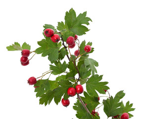 Rosehip branch with red berries.