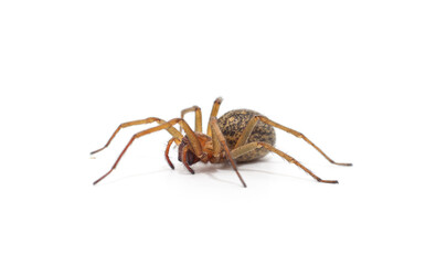 One big spider.
