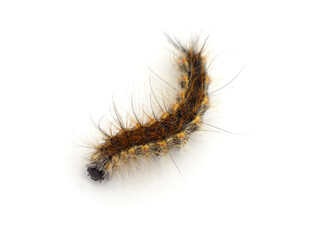 One hairy brown caterpillar.
