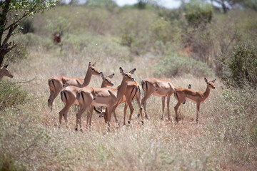 Naklejka na ściany i meble A herd of gazelles early in the morning roams the savannah in a national park, photographed on a safari in Kenya Africa