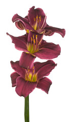 daylily flower isolated