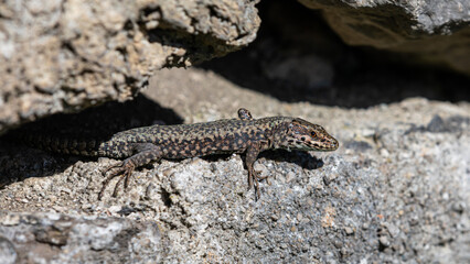 Eidechse auf einen Stein