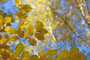 yellow maple leaves. Autumn yellow leaves on a branch