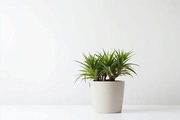Isolated Potted Houseplant - Indoor Nature and Greenery Concept