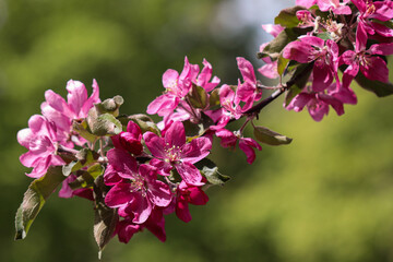White apple flowers. Apple tree blooms in the garden.