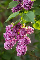 Dark pink lilac flowers on a branch. Lilac bush.