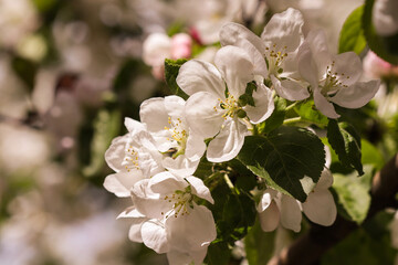 White apple flowers. Apple tree blooms in the garden.