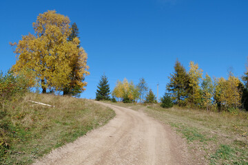 Beautiful autumn forest in Carpathian mountains