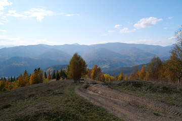 Naklejka na ściany i meble Beautiful autumn forest in Carpathian mountains