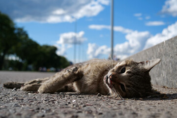 Cat ran across roadway and was hit by car. Dead cat lies on highway
