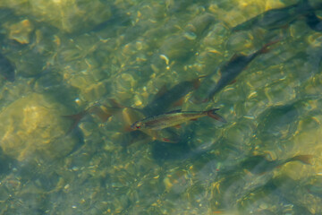 View of calm lake and fish swimming under in pure water. 