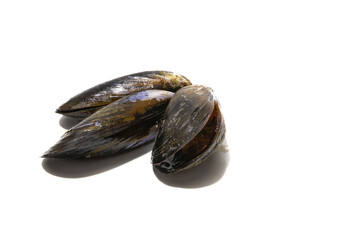 Three mussels isolated on a white background. Mussels are perfect in an endless number of fish recipes, but the simplest and most traditional in Galicia are steamed mussels.