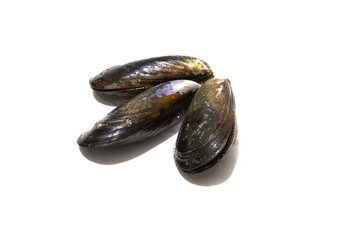 Three mussels isolated on a white background. Mussels are perfect in an endless number of fish recipes, but the simplest and most traditional in Galicia are steamed mussels.
