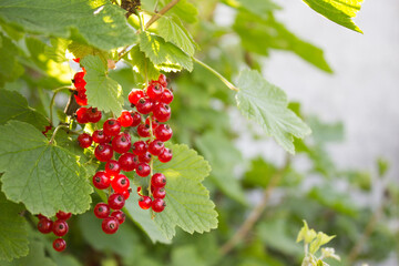 Ripe red currant close-up as a background of the harvest. Currant in the rays of the sun. Harvest berries.
